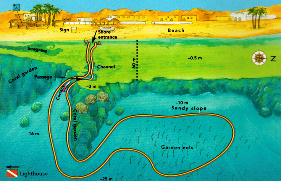 Eel_Gardens.jpg