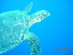 Bells Blue Hole April 2013