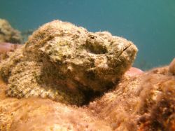 Underwater in and around Dahab