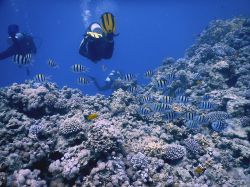 Customer submitted content