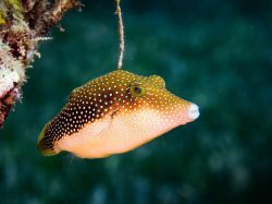 Diving in Dahab 2023 part 3