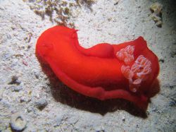 Diving in Dahab 2023 part 1