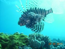 Underwater 2013 - part 2